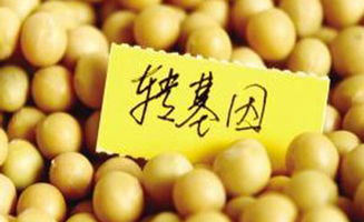 轉(zhuǎn)基因陰謀論的技術(shù)盲點(diǎn) 從種子生產(chǎn)視角解構(gòu)迷思