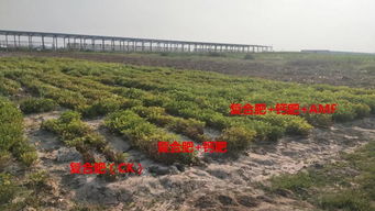 鹽堿地?zé)òl(fā)新生機(jī) 經(jīng)濟(jì)作物綠色高效生產(chǎn)關(guān)鍵技術(shù)研發(fā)與示范項(xiàng)目核心區(qū)成功測(cè)產(chǎn)驗(yàn)收